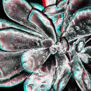 3D-Fotografie in Rot/Cyan - Inneres Glühen
