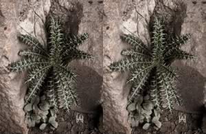 3D-Fotografie in Side-by-Side - Sich durchsetzen